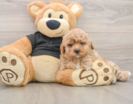 5 week old Poochon Puppy For Sale - Florida Fur Babies