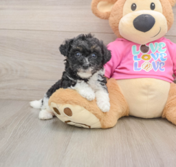 5 week old Poochon Puppy For Sale - Florida Fur Babies