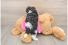 Small Poochon Baby
