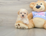 6 week old Poochon Puppy For Sale - Florida Fur Babies