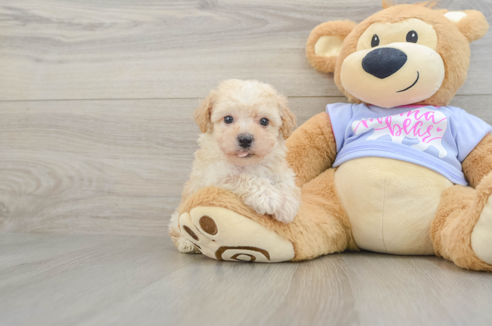 5 week old Poochon Puppy For Sale - Florida Fur Babies