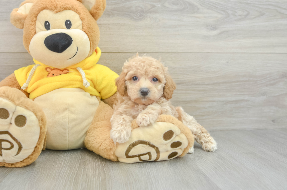 5 week old Poochon Puppy For Sale - Florida Fur Babies