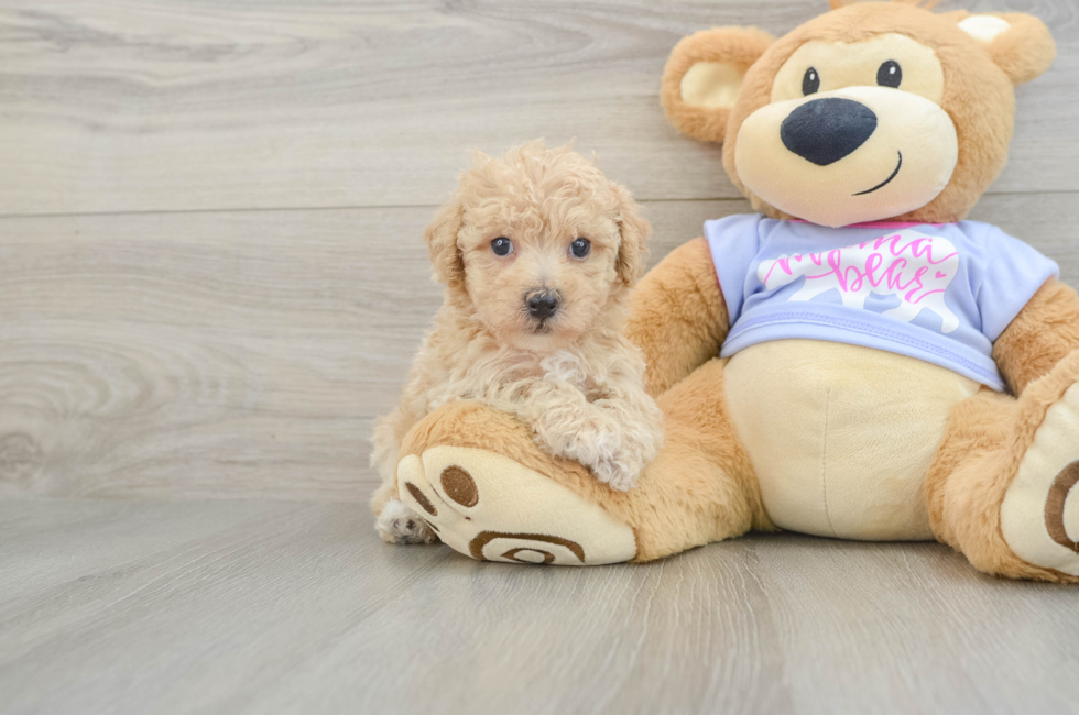 5 week old Poochon Puppy For Sale - Florida Fur Babies