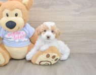 6 week old Poochon Puppy For Sale - Florida Fur Babies