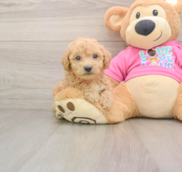 6 week old Poochon Puppy For Sale - Florida Fur Babies