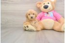 Poochon Pup Being Cute