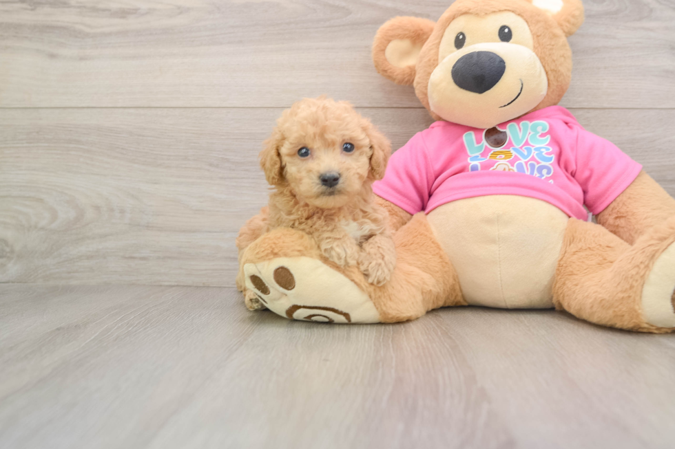 Poochon Pup Being Cute