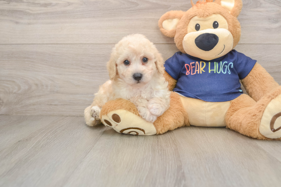 Playful Bichpoo Poodle Mix Puppy