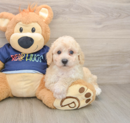 5 week old Poochon Puppy For Sale - Florida Fur Babies