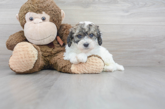 29 week old Poochon Puppy For Sale - Florida Fur Babies