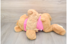 Funny Poochon Poodle Mix Pup
