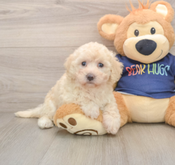 5 week old Poochon Puppy For Sale - Florida Fur Babies