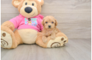 Poochon Puppy for Adoption