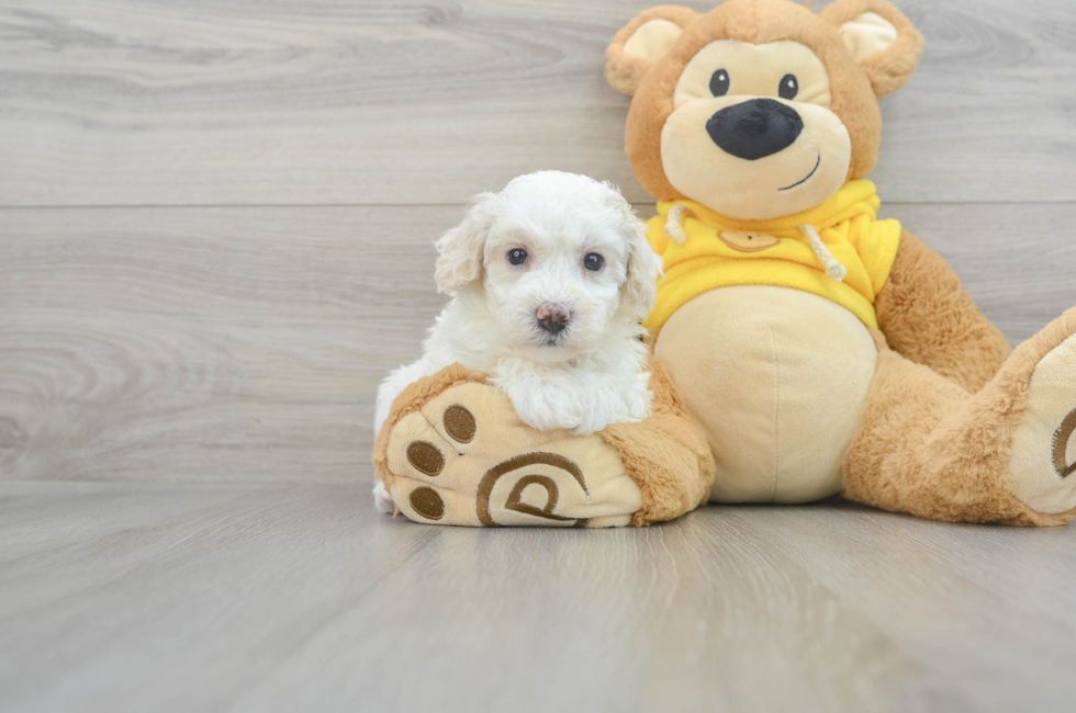 6 week old Poochon Puppy For Sale - Florida Fur Babies