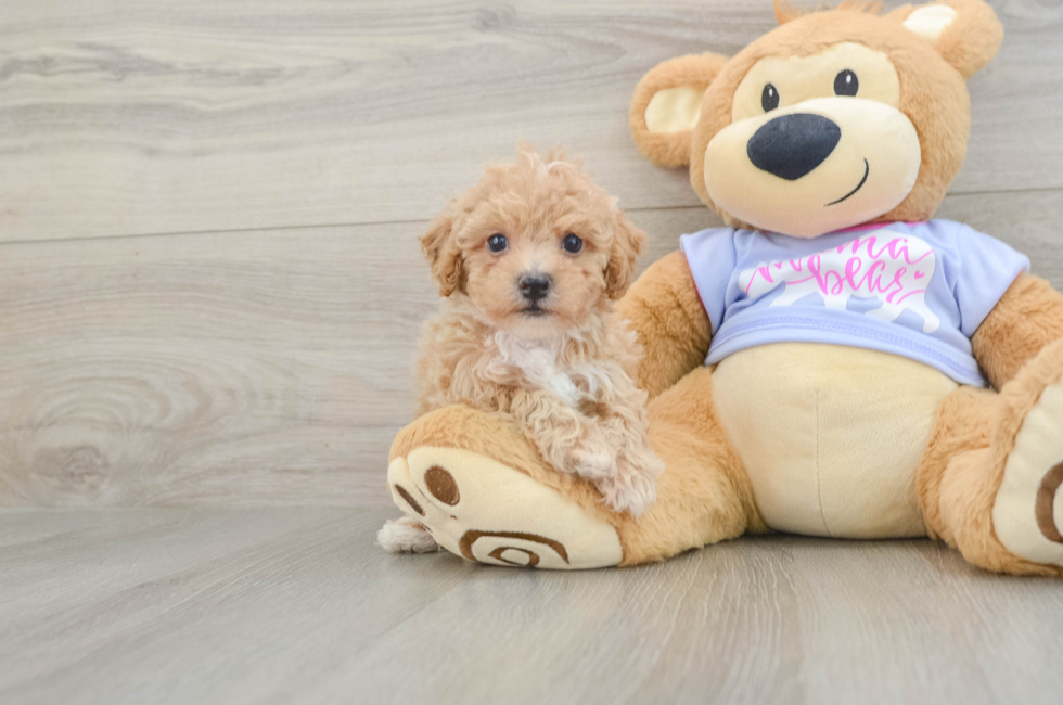 5 week old Poochon Puppy For Sale - Florida Fur Babies
