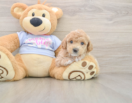 6 week old Poochon Puppy For Sale - Florida Fur Babies