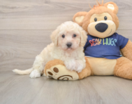 9 week old Poochon Puppy For Sale - Florida Fur Babies