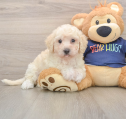5 week old Poochon Puppy For Sale - Florida Fur Babies