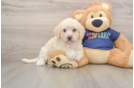 Fluffy Poochon Poodle Mix Pup
