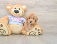 6 week old Poochon Puppy For Sale - Florida Fur Babies