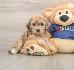 7 week old Poochon Puppy For Sale - Florida Fur Babies