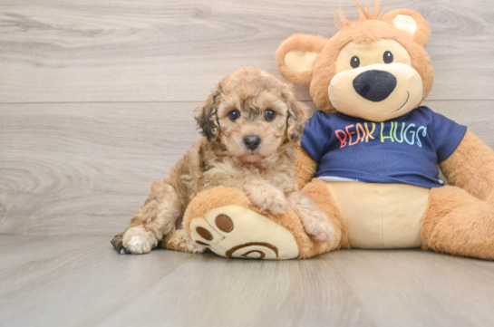 Poochon Pup Being Cute