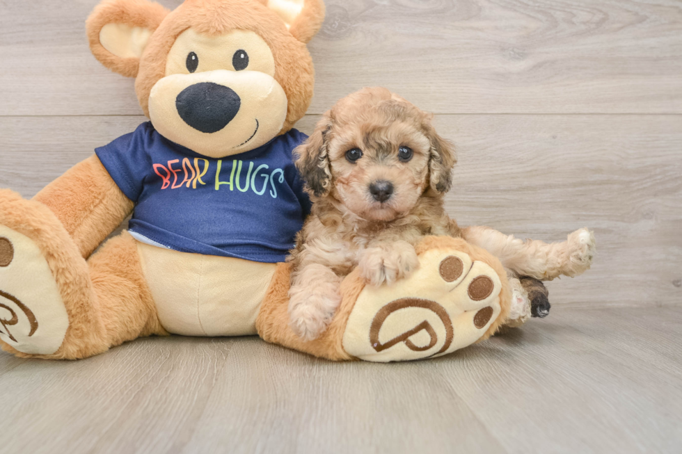 Cute Poochon Baby