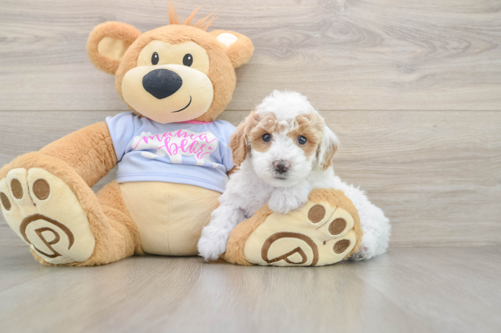 Poochon Puppy for Adoption