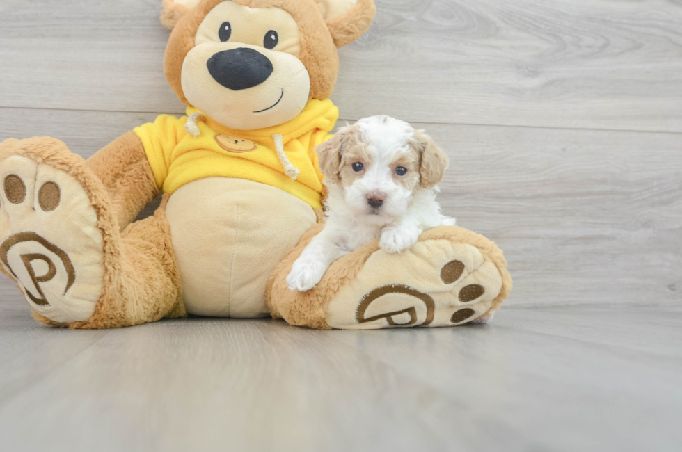 5 week old Poochon Puppy For Sale - Florida Fur Babies