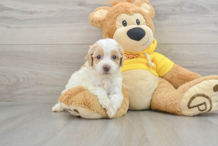 Friendly Poochon Baby