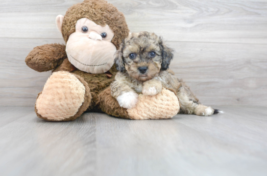 29 week old Poochon Puppy For Sale - Florida Fur Babies