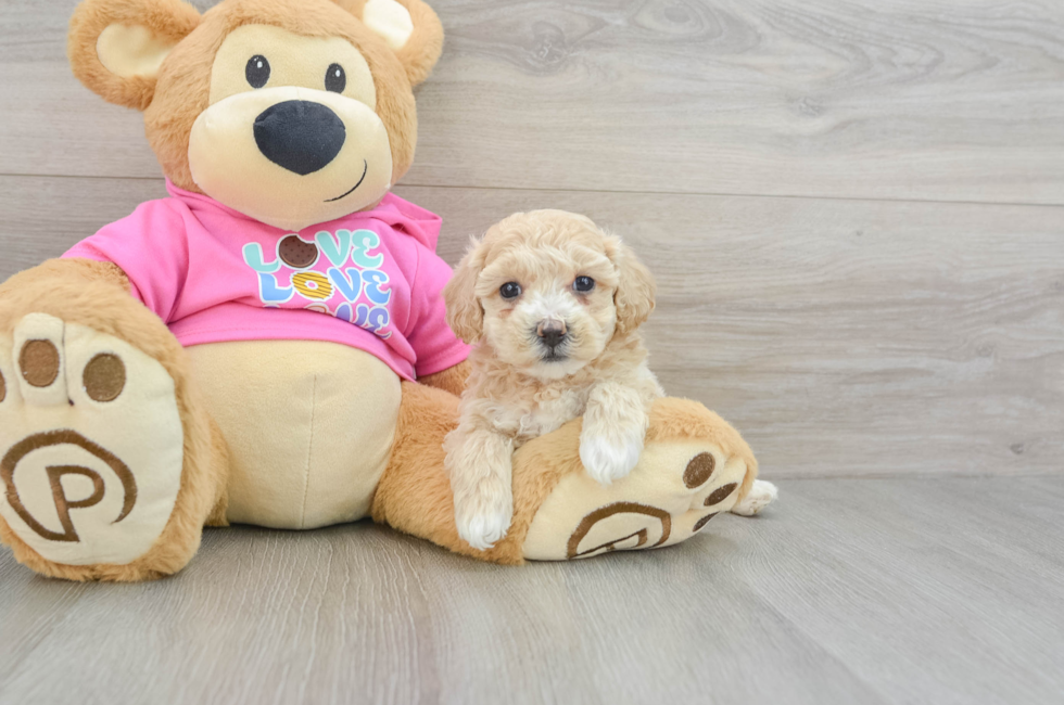 5 week old Poochon Puppy For Sale - Florida Fur Babies