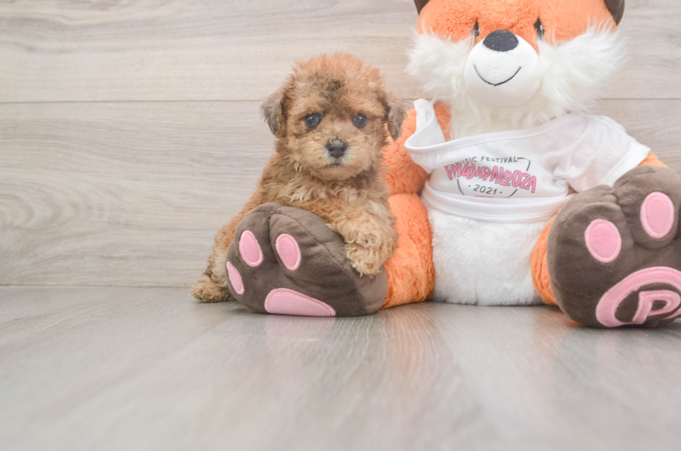 5 week old Poochon Puppy For Sale - Florida Fur Babies