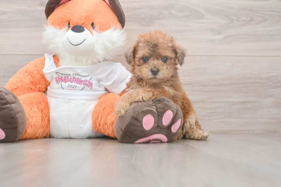 Poochon Puppy for Adoption