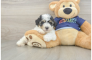 Poochon Pup Being Cute