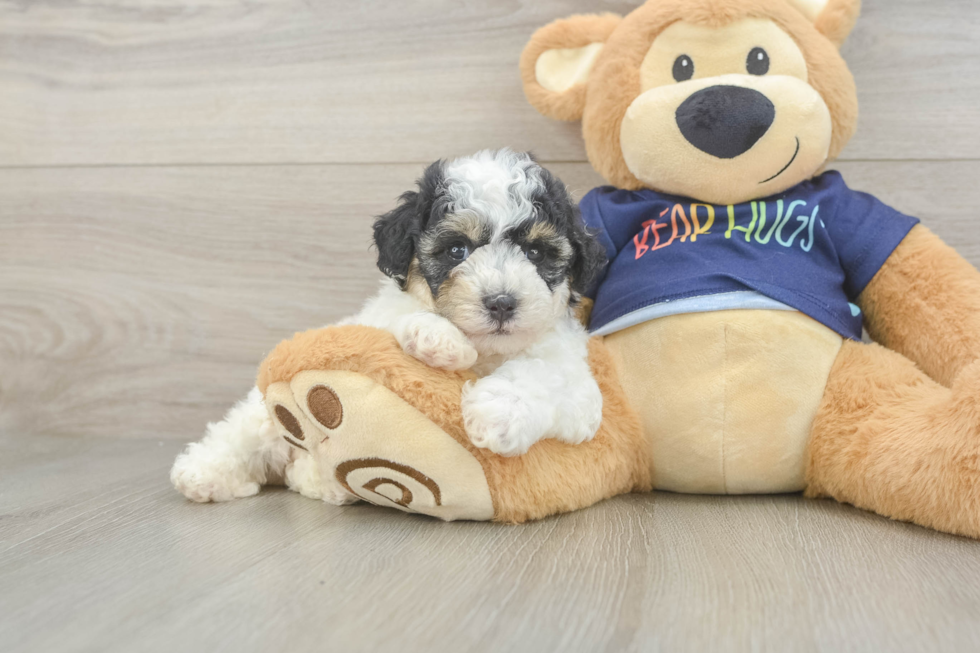 Poochon Pup Being Cute