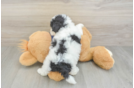 Smart Poochon Poodle Mix Pup