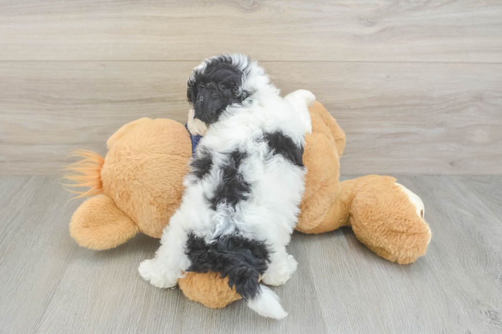 Smart Poochon Poodle Mix Pup