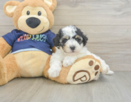 5 week old Poochon Puppy For Sale - Florida Fur Babies