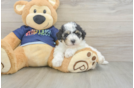 Playful Bichpoo Poodle Mix Puppy