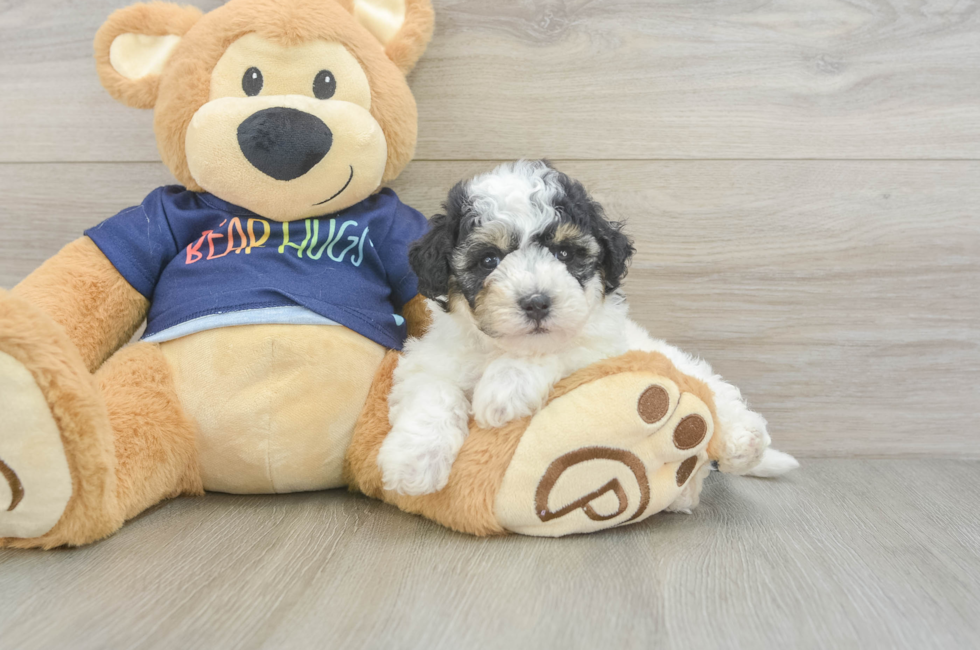 5 week old Poochon Puppy For Sale - Florida Fur Babies