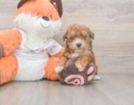 8 week old Poochon Puppy For Sale - Florida Fur Babies