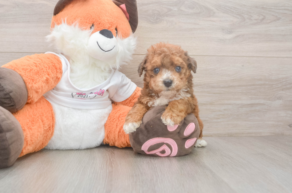 5 week old Poochon Puppy For Sale - Florida Fur Babies