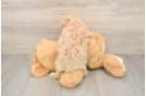 Best Poochon Baby