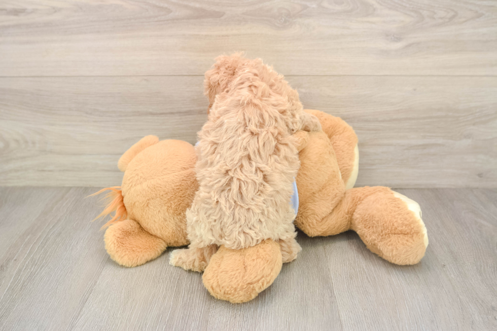 Best Poochon Baby