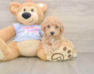 6 week old Poochon Puppy For Sale - Florida Fur Babies
