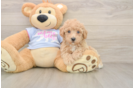 Little Bichpoo Poodle Mix Puppy