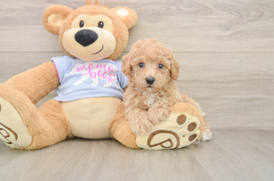 Little Bichpoo Poodle Mix Puppy