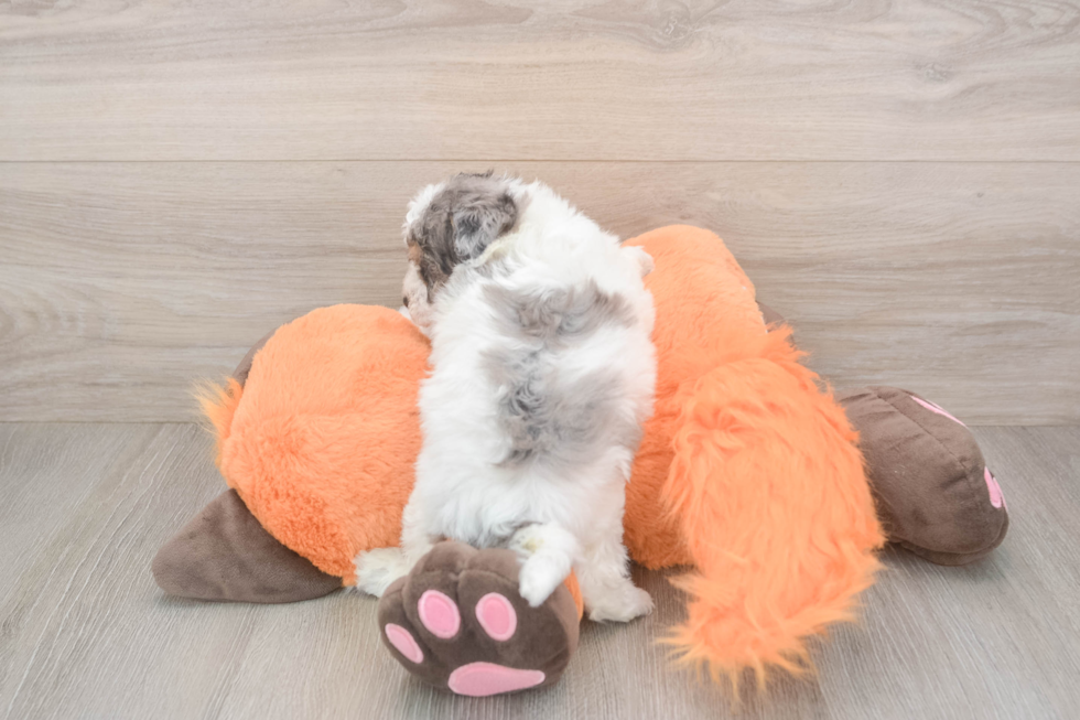 Funny Poochon Poodle Mix Pup
