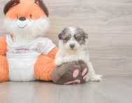 8 week old Poochon Puppy For Sale - Florida Fur Babies